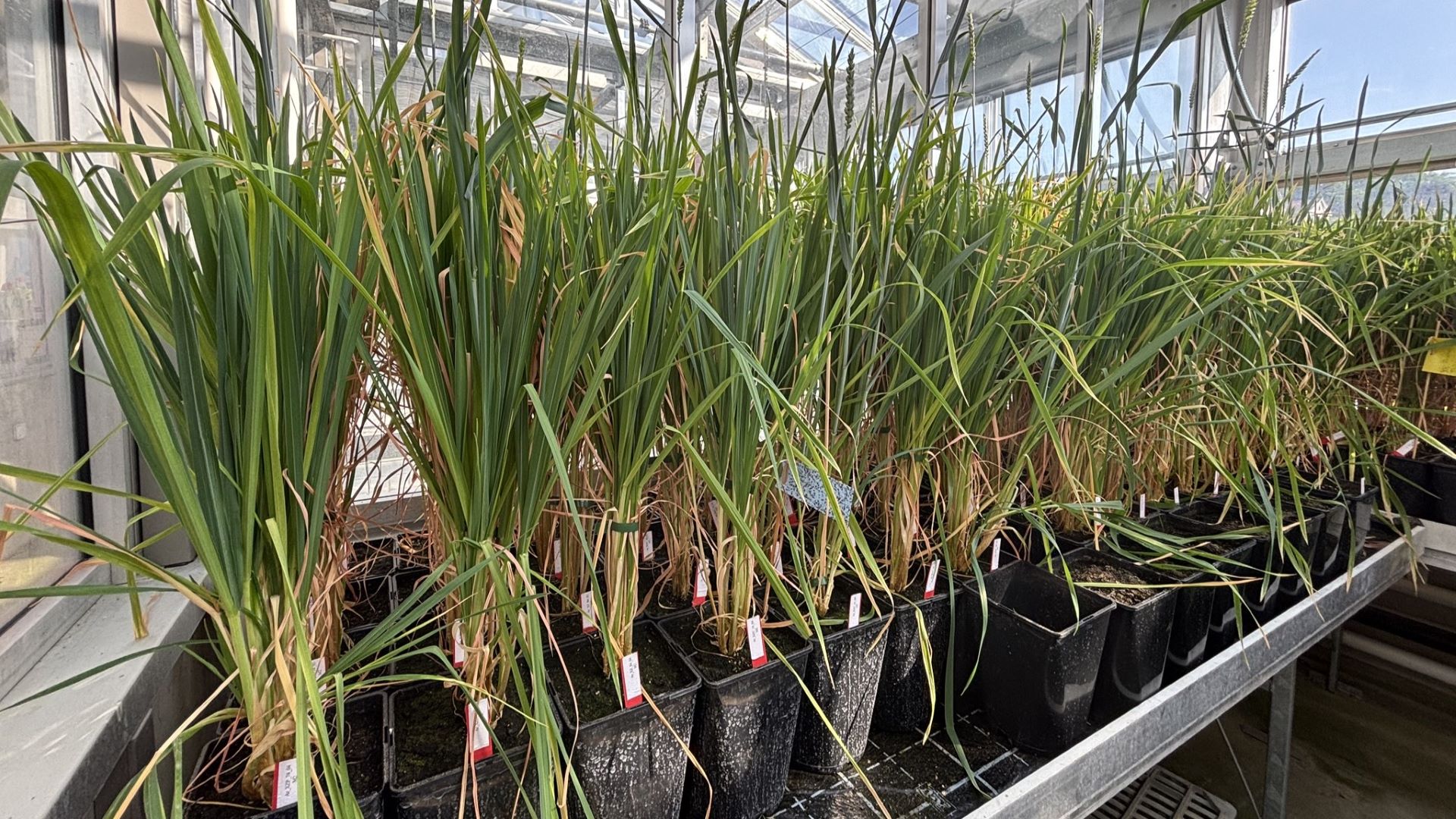 TeGenesis Züchtungsmethode, Treibhaus